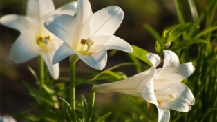 Lily Memorial Flower Fund 2023